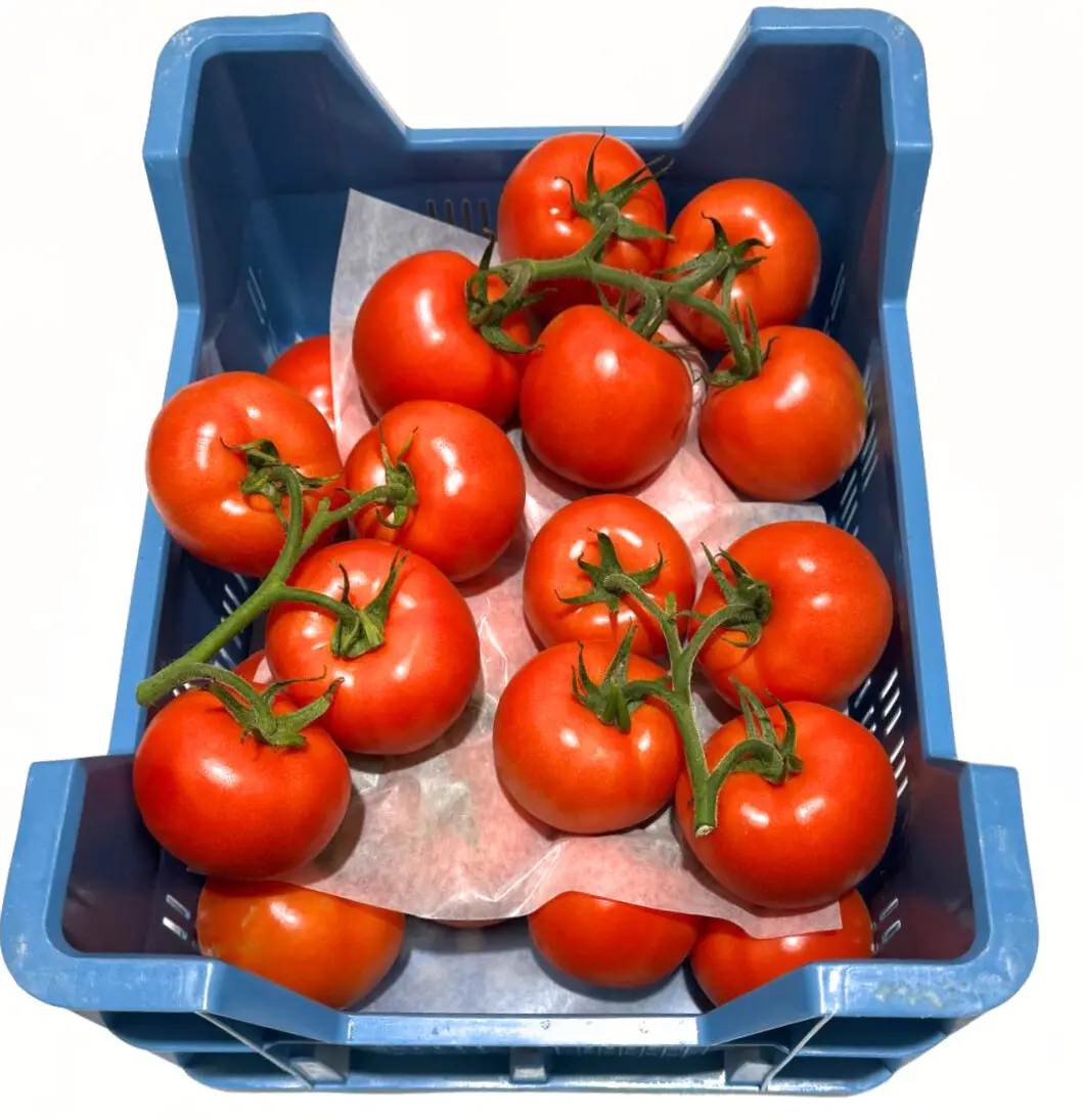 Tomate Caisse